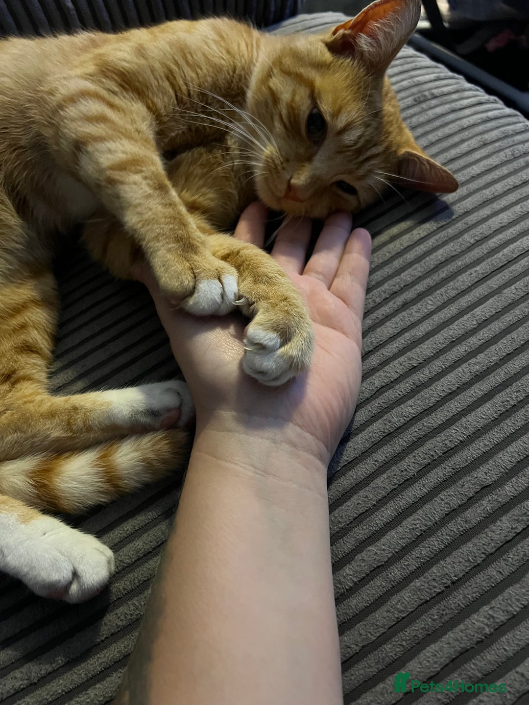 Mixed Breed cats for sale: Male ginger cat  - Image 19
