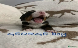 Bernese Mountain Dog dogs for sale: Bernese Mountain Dog Puppies - Image 6