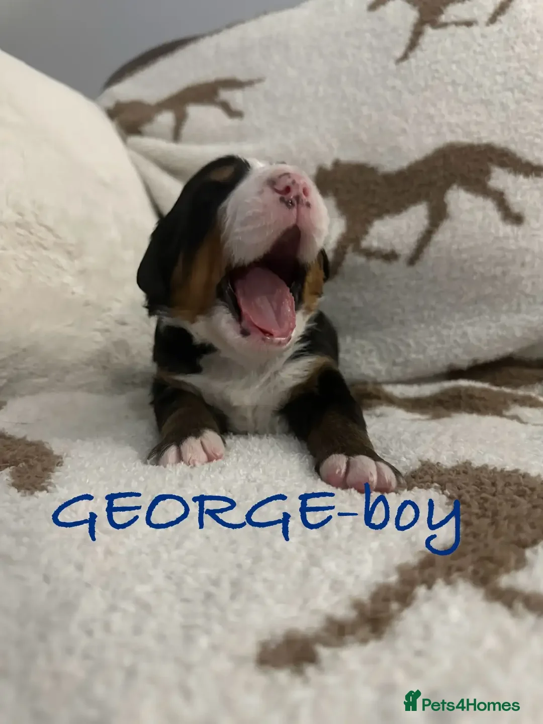 Bernese Mountain Dog dogs for sale: Bernese Mountain Dog Puppies - Image 6