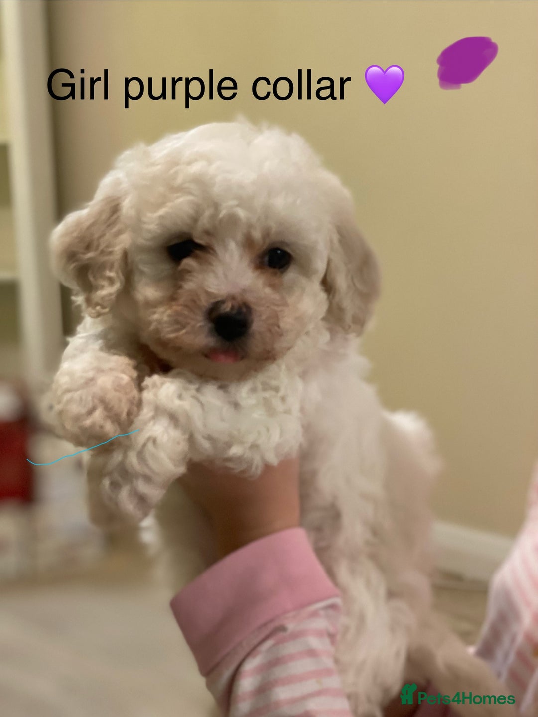 Bichon Frise dogs for sale: Beautiful Bichon frise puppies - Advert 2