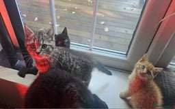 British Shorthair cats for sale: Glorious Pure BSH Kittens Ready Now! - Advert 9