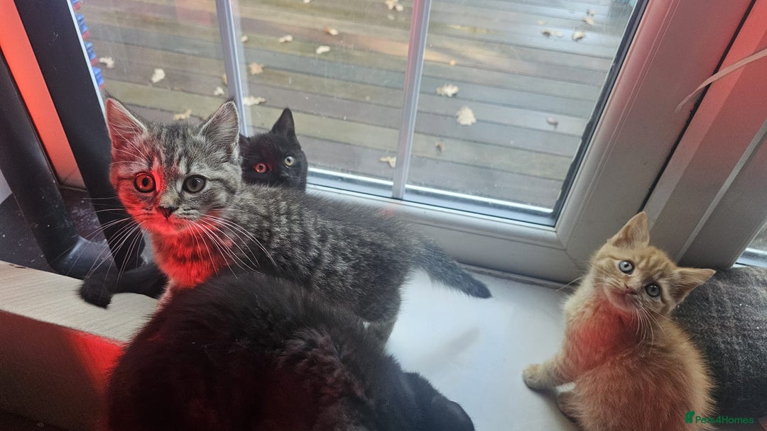 British Shorthair cats for sale: Glorious Pure BSH Kittens Ready Now! - Advert 9