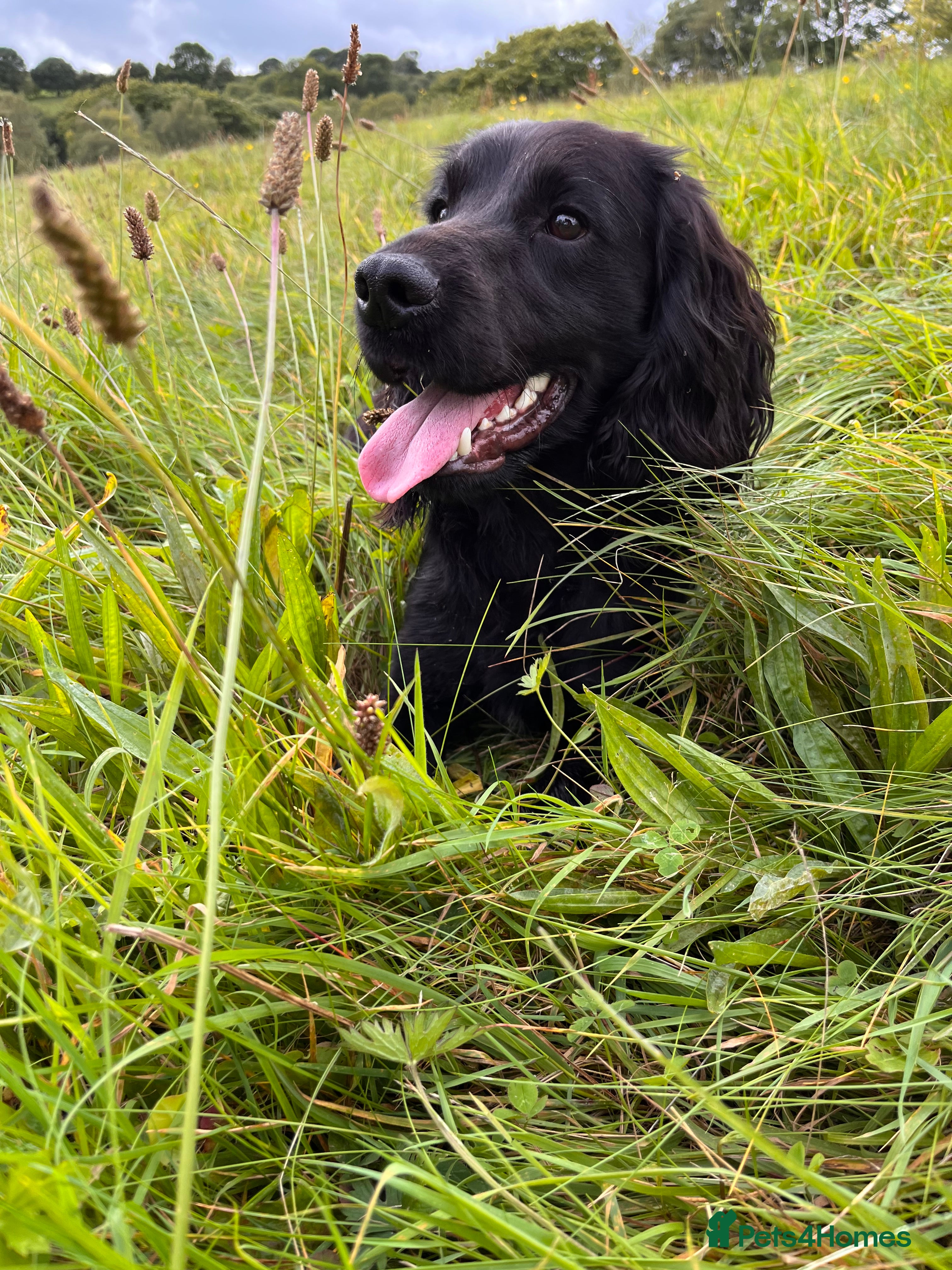 Cocker Spaniel dogs Proven Working Cocker Spaniel Stud  in Swansea - Advert 12