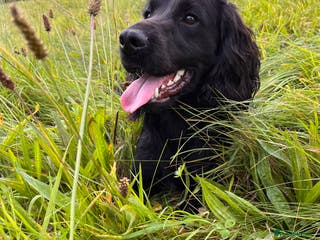 Cocker Spaniel dogs Proven Working Cocker Spaniel Stud in Swansea - Advert 3