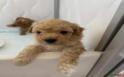 Maltipoo dogs for sale: maltipoo Puppies for sale  - Image 4