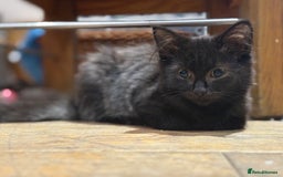 Mixed Breed cats for sale: 2 beautiful female kittens for sale - Image 10