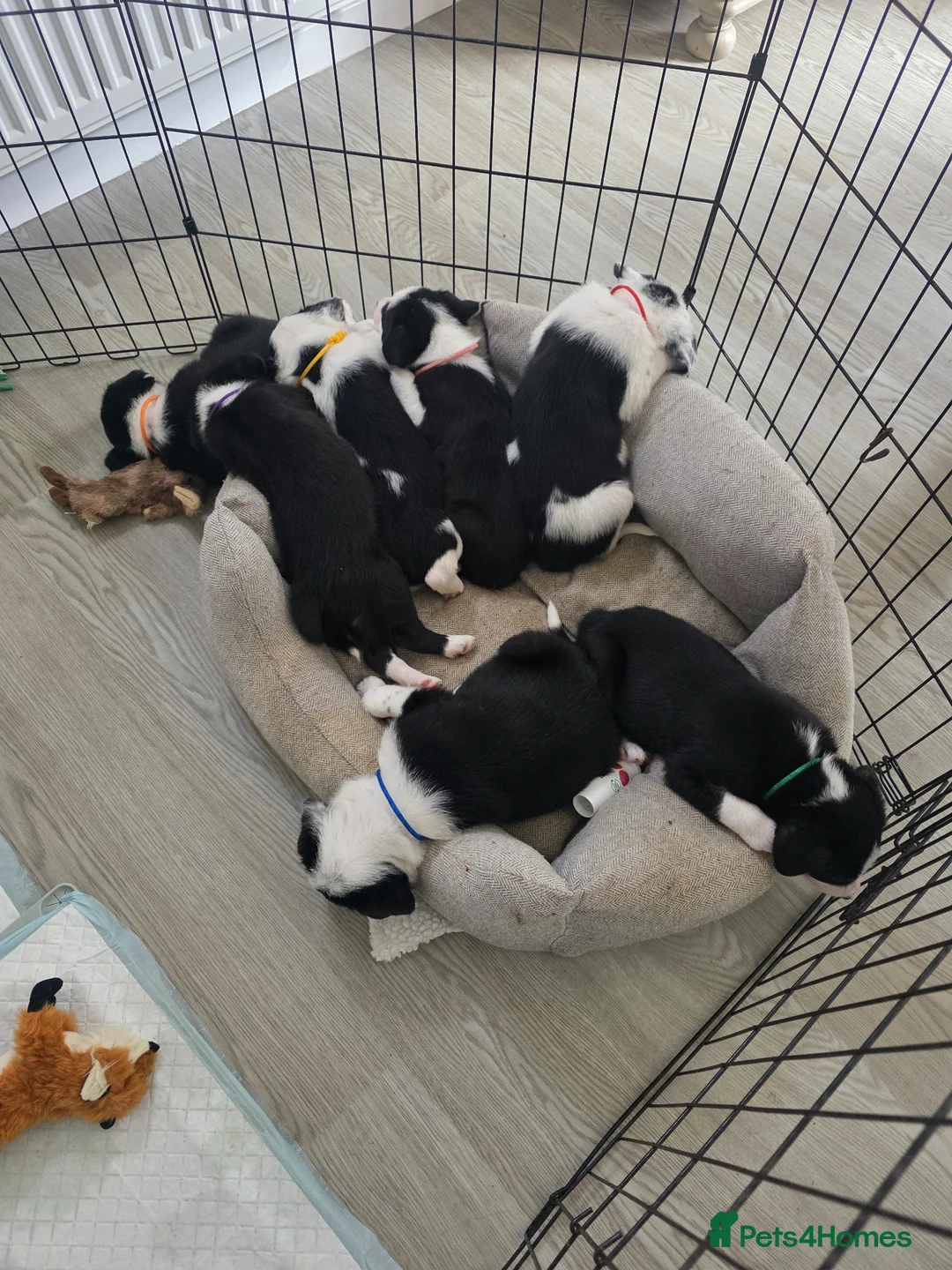 Border Collie dogs for sale: Beautiful litter of working border collie pups in Winchester - Advert 2