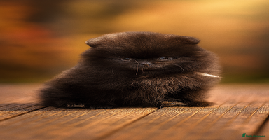 Pomeranian dogs - Advert 2