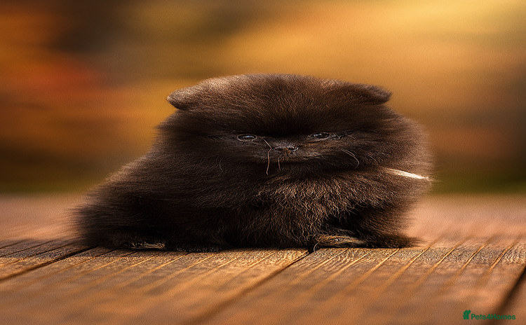 Pomeranian dogs - Advert 1
