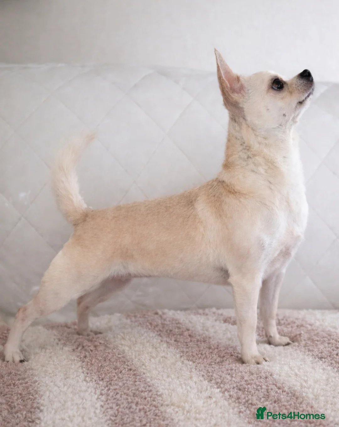 Chihuahua dogs for sale: Stunning Chihuahua pups - Advert 2