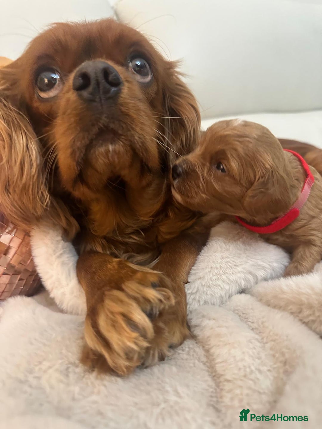 Cavapoo dogs for sale: 🐾 Beautiful F1 Cavapoos – Raised with Love  🐾 - Advert 27