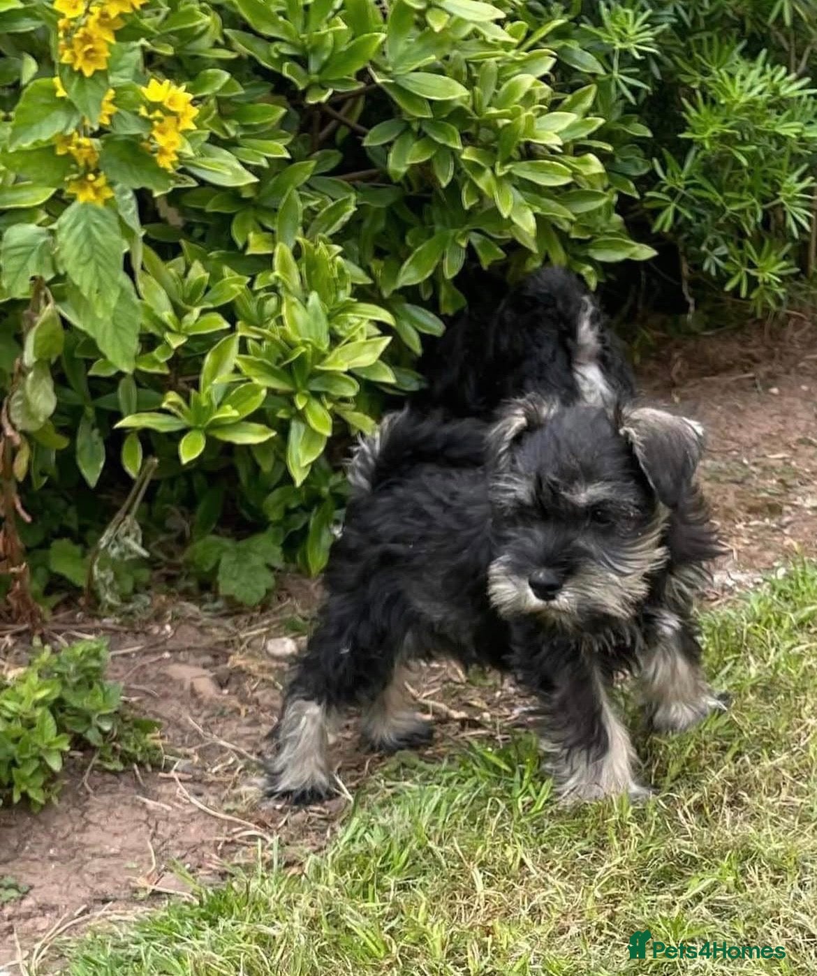 Miniature Schnauzer dogs Gorgeous Miniature Schnauzer KC reg puppies   - Advert 1