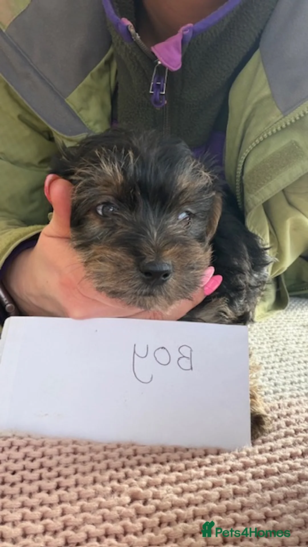Yorkiepoo dogs for sale: Yorkipoos  - Advert 3