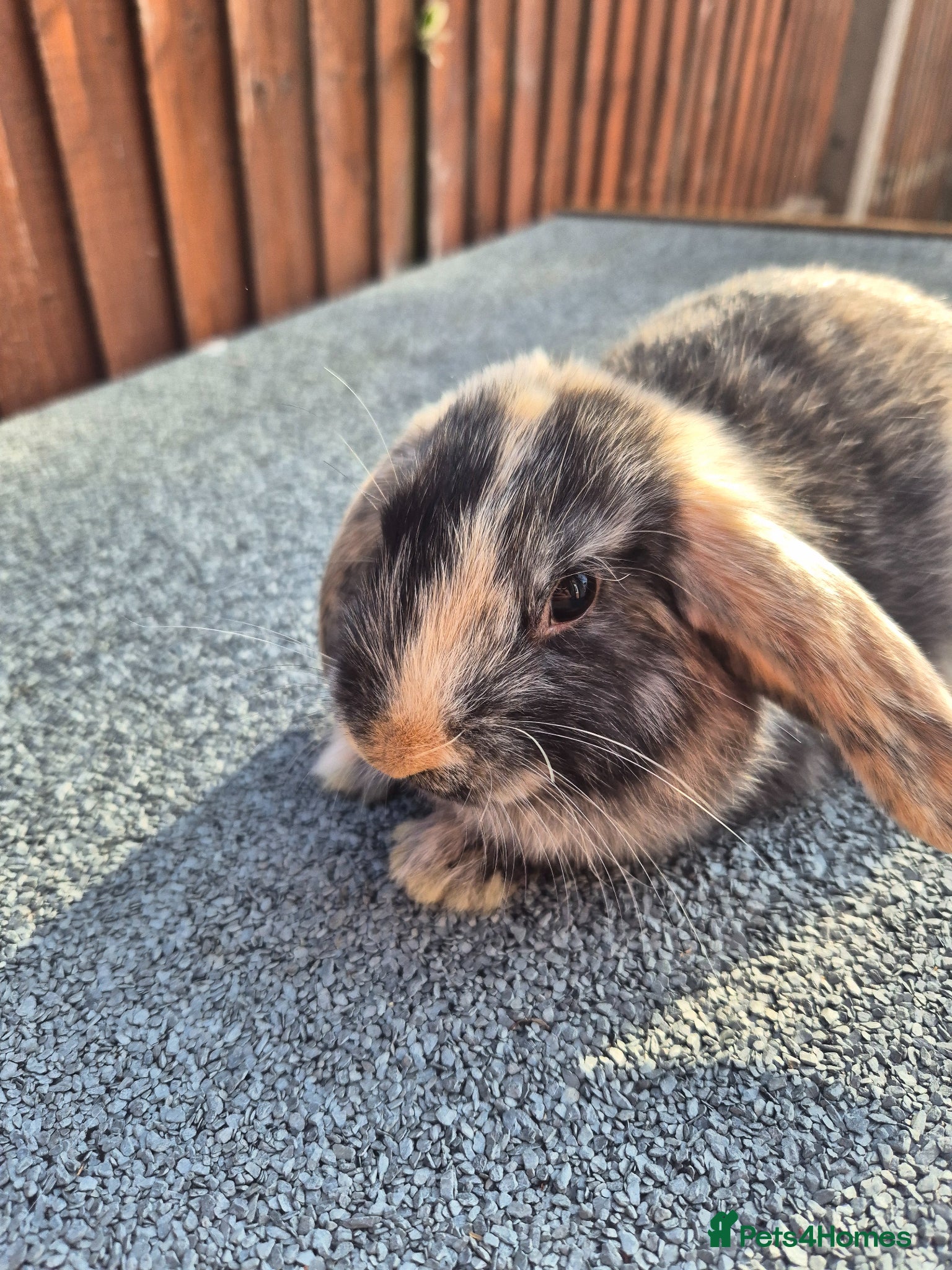 Mini Lop rabbits 💙 ready NOW ❤️  - Advert 2