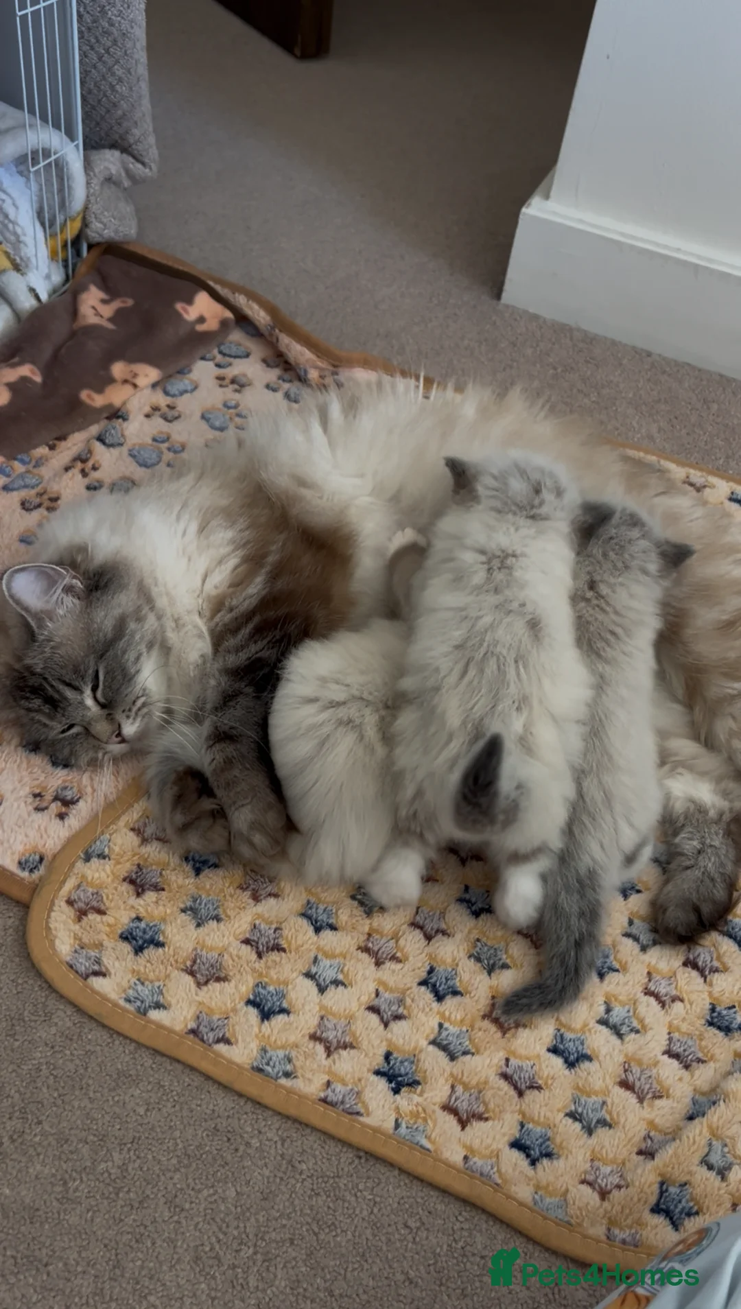 Ragdoll cats for sale: Pedigree Ragdoll Kittens 1 Girl & 1 Boy Available  - Advert 2