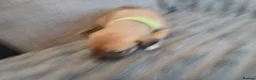 Lurcher dogs for sale: Lurcher pups - Advert 16