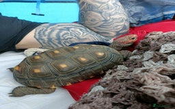 Tortoise reptiles for sale: Cherry head redfoot tortoise  - Image 5