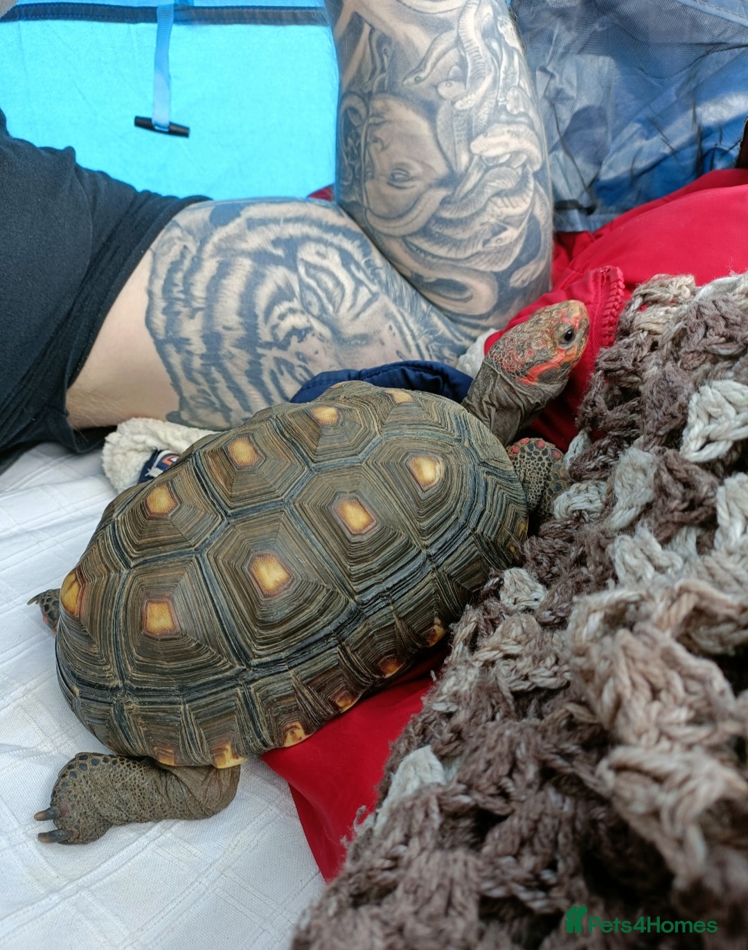 Tortoise reptiles for sale: Cherry head redfoot tortoise  - Image 5