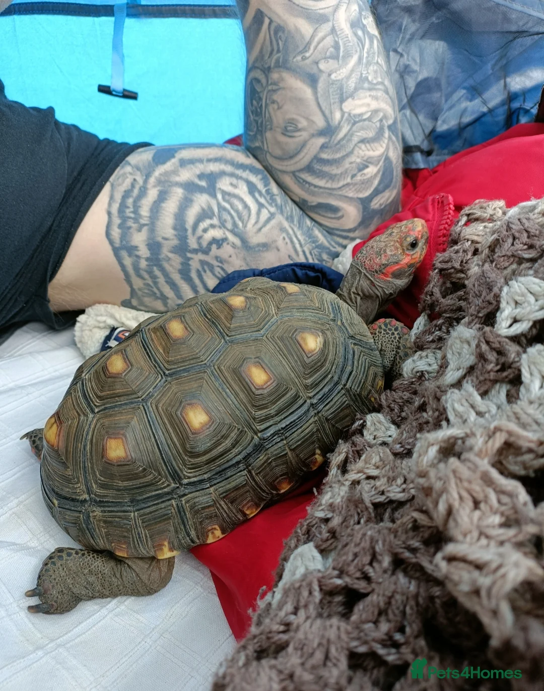 Tortoise reptiles for sale: Cherry head redfoot tortoise  - Advert 5