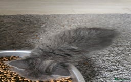 Mixed Breed cats for sale: Mix breed kittens  - Image 3