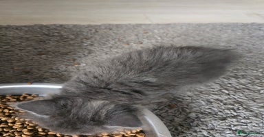 Mixed Breed cats - Advert 3