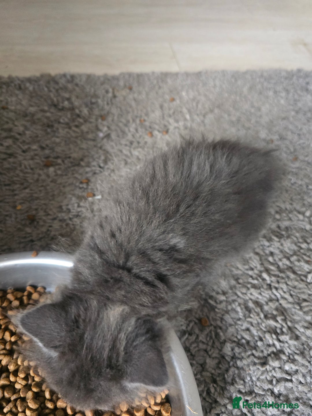 Mixed Breed cats for sale: Mix breed kittens  - Image 3