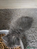 Mixed Breed cats - Advert 14