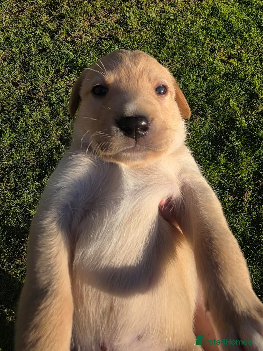 Labrador Retriever dogs for sale: Stunning Labrador puppies Ready to reserve in Coventry - Advert 8