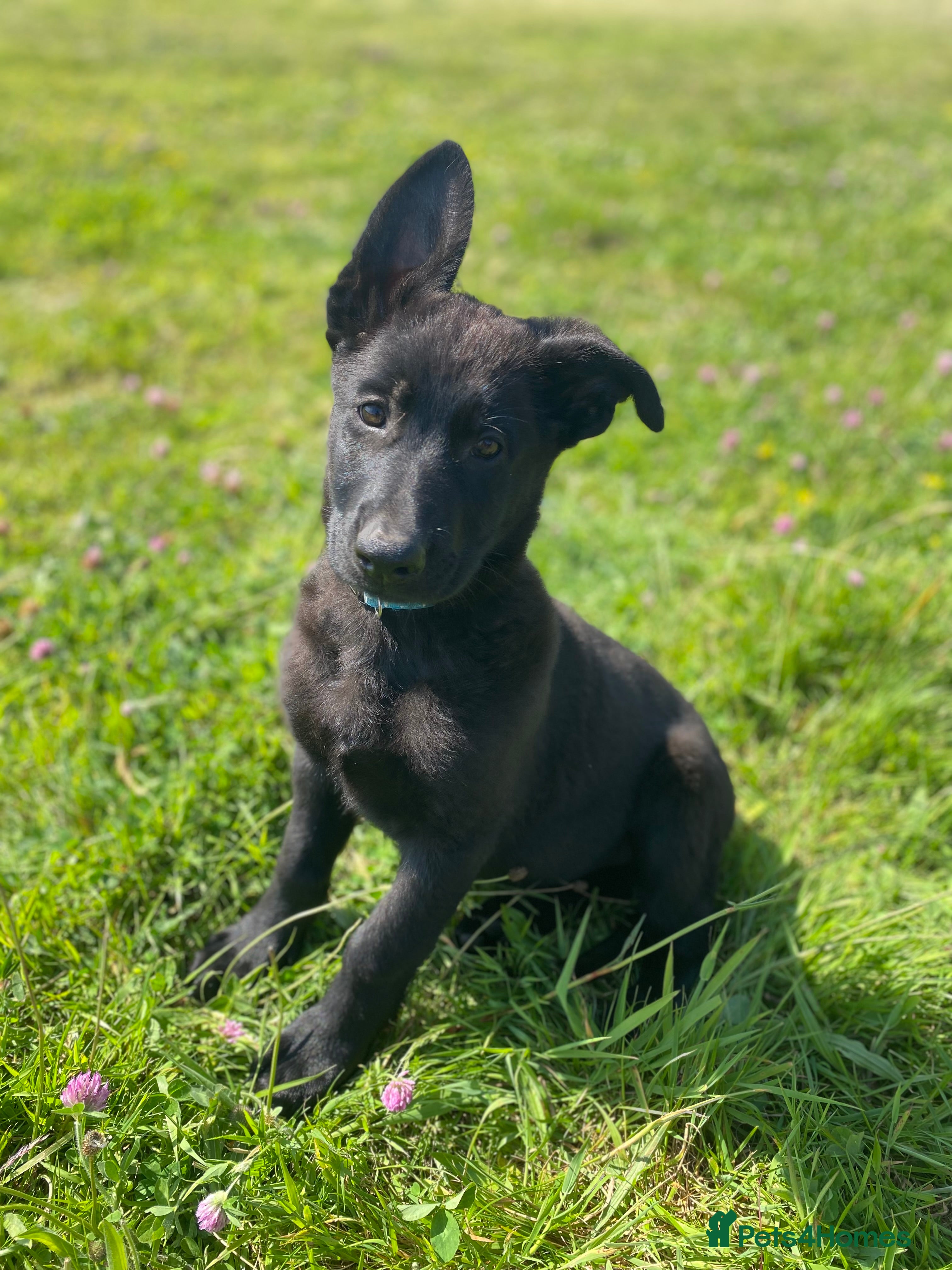 German Shepherd dogs Working-Line German Shepherd Pups Ready Now - Advert 2