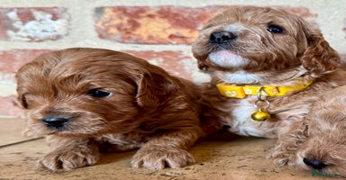 Cavapoo dogs - Advert 6