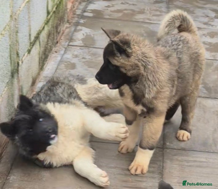 Akita dogs AMERICAN AKITA FEMALES BLACK MASK BEARS - Advert 1