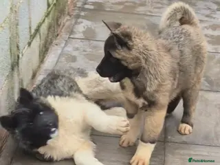 Akita dogs AMERICAN AKITA FEMALES BLACK MASK BEARS - Advert 1