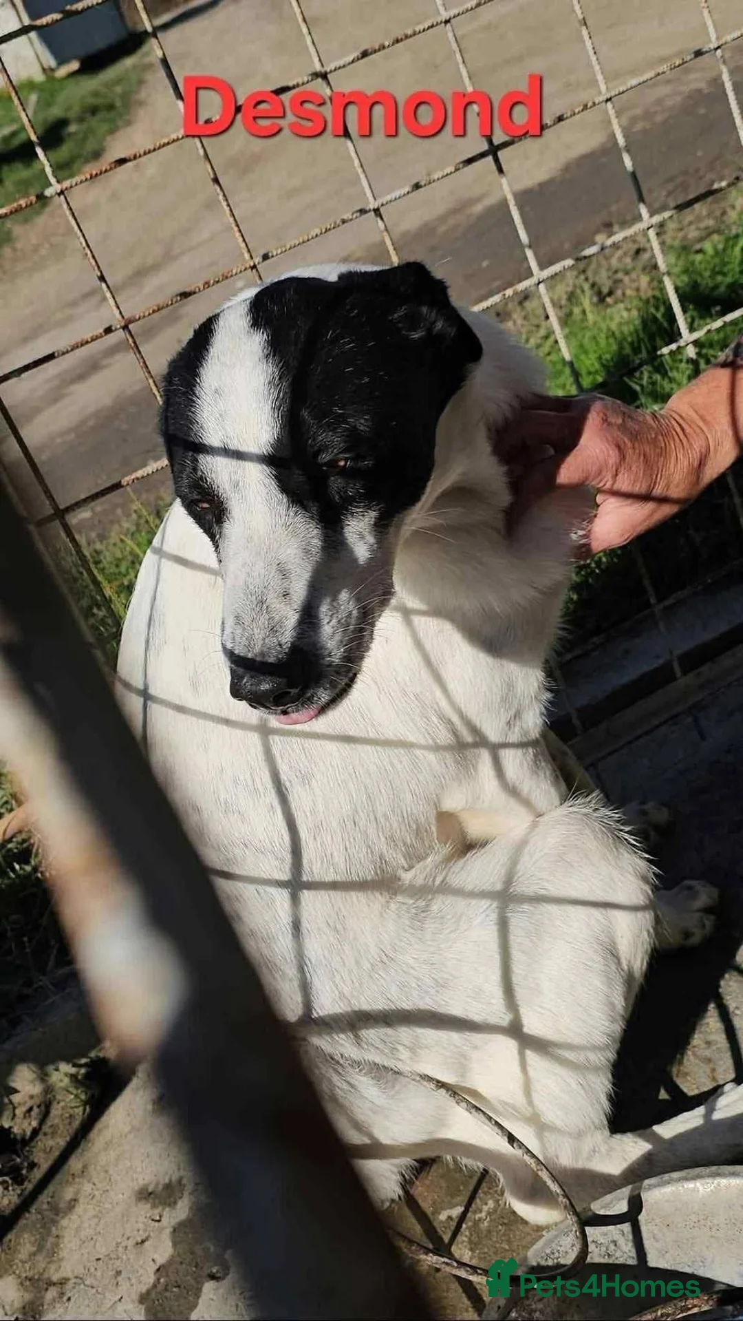 Mixed Breed dogs for adoption: Desmond - Norwich Norfolk  - Advert 5