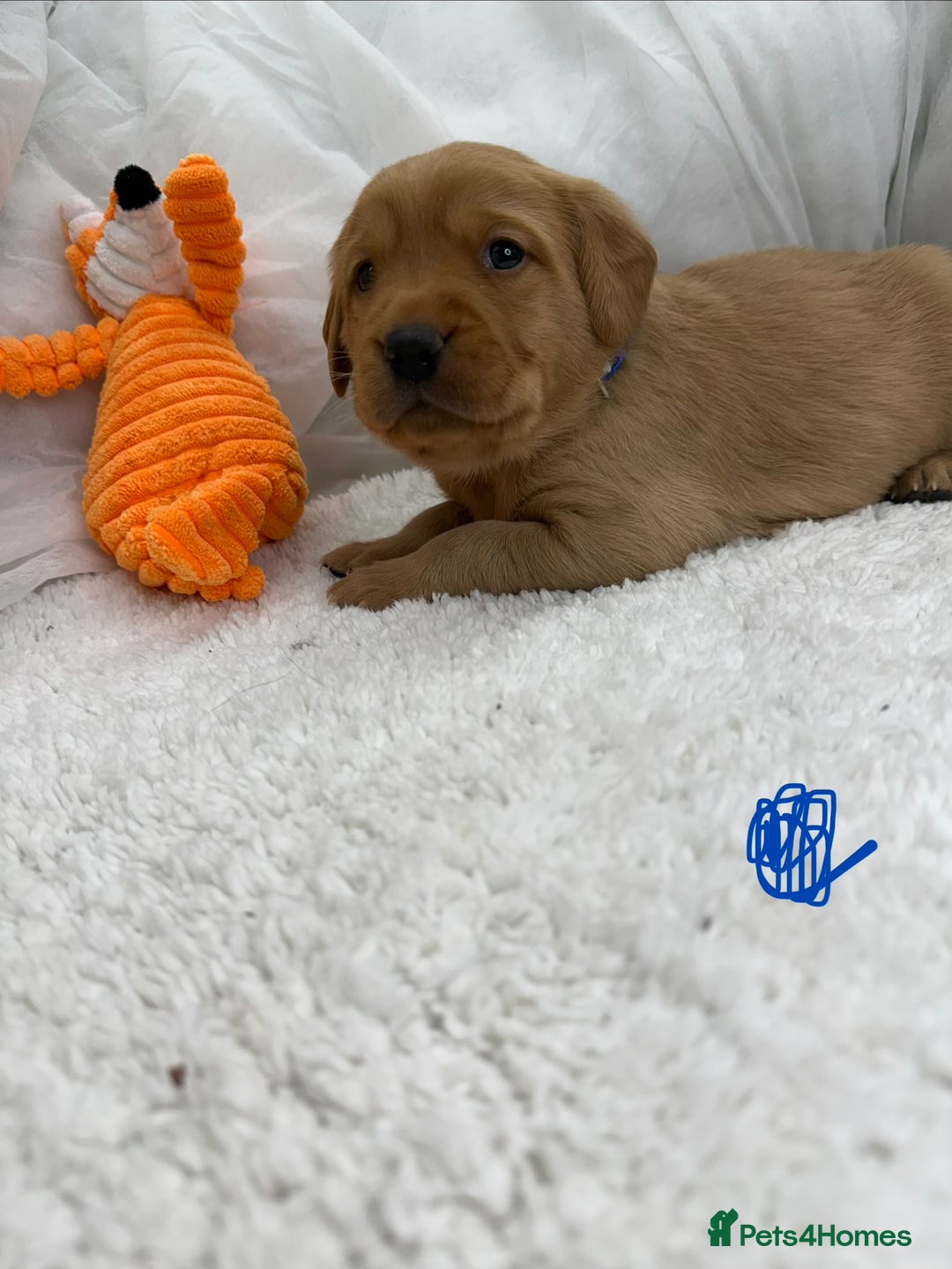 Goldador dogs for sale: Adorable Goldador Puppies - Ready 12th Feb - Advert 24