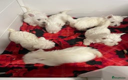 West Highland Terrier dogs for sale: Beautiful Westie puppies  - Image 4