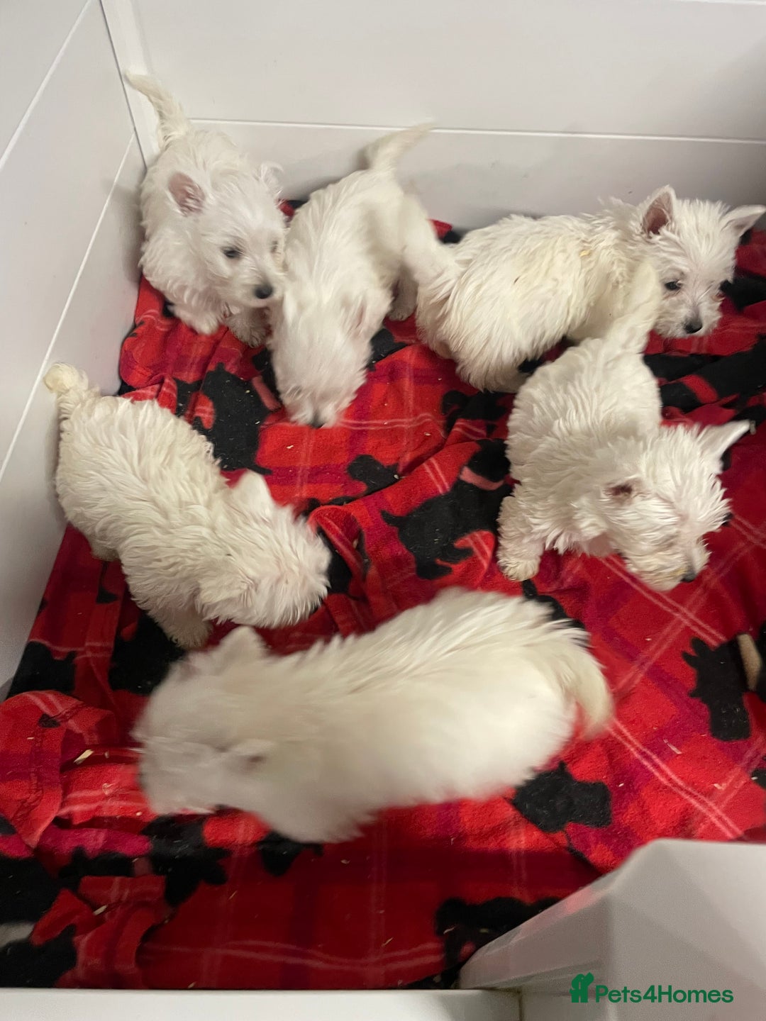West Highland Terrier dogs for sale: Beautiful Westie puppies  - Image 4