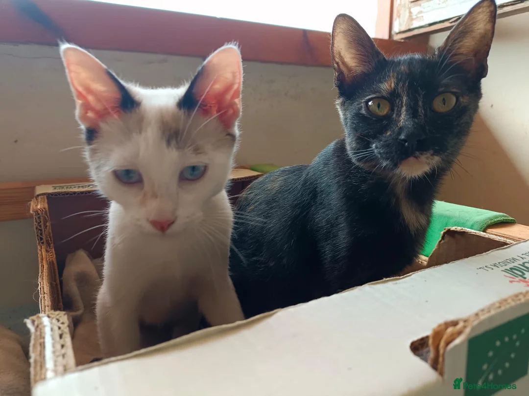 Siamese cats for adoption: RESERVED Siamese cross and Tortoiseshell sisters - Advert 7