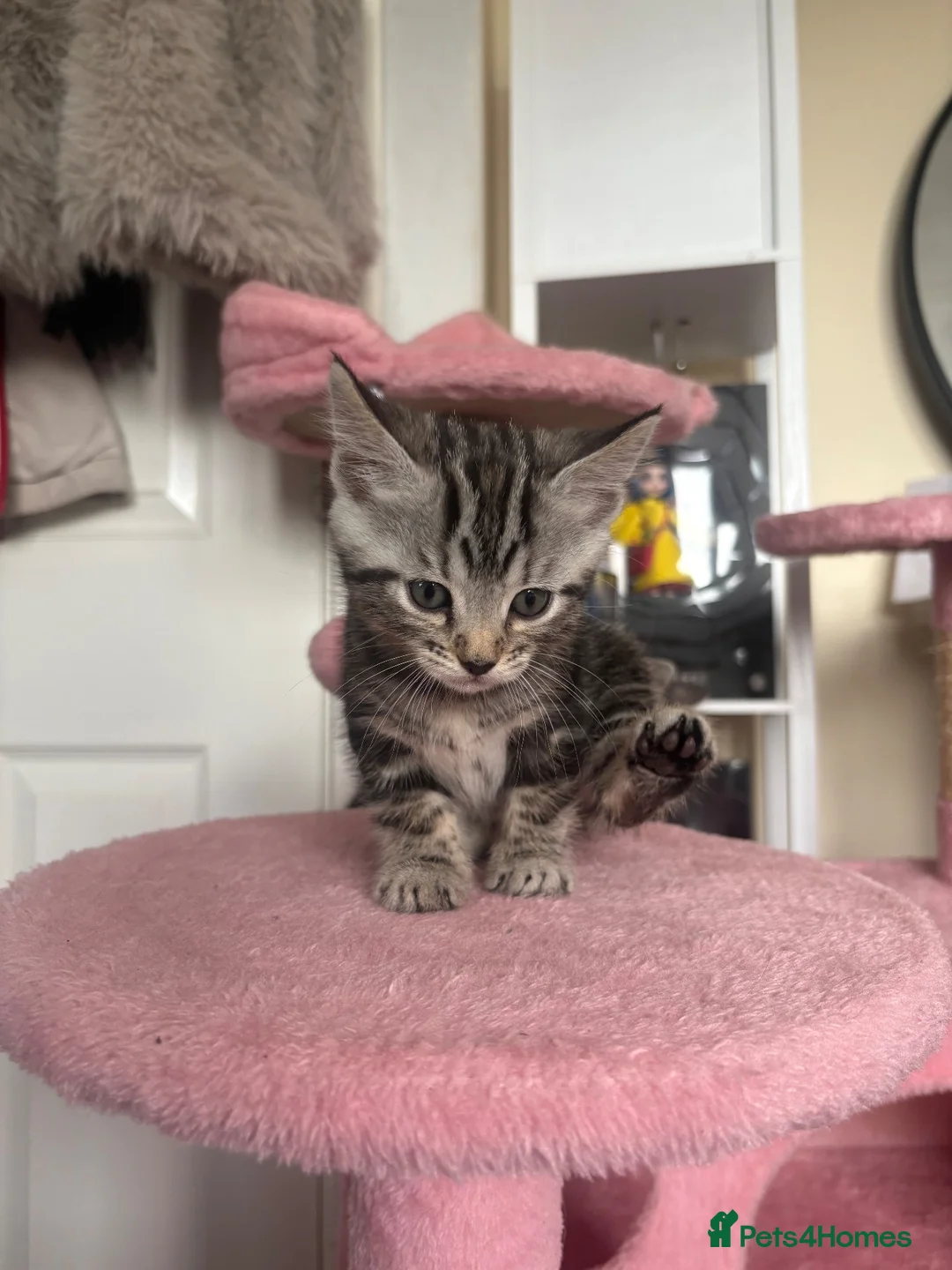 Norwegian Forest Cat cats for sale: NEED TO GO NOW! 3 kitties left - Advert 2