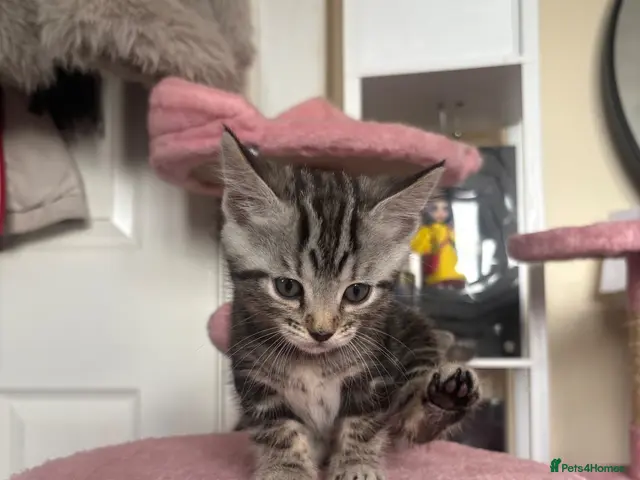 Norwegian Forest Cat cats NEED TO GO NOW! 3 kitties left - Advert 4