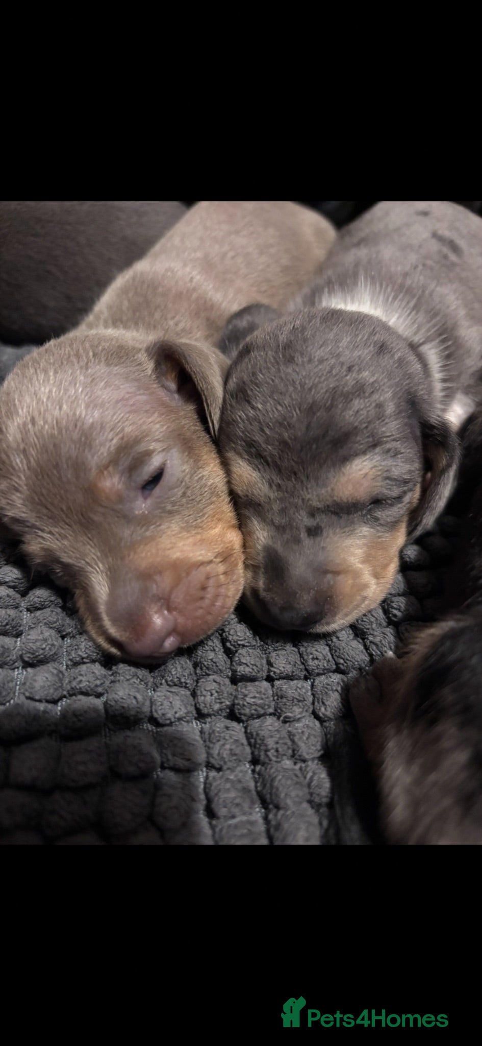 Miniature Dachshund dogs Stunning miniature Dachshunds - Advert 1