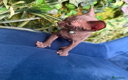 Sphynx cats for sale: Tica Beautiful Kittens Ready Soon! - Image 6