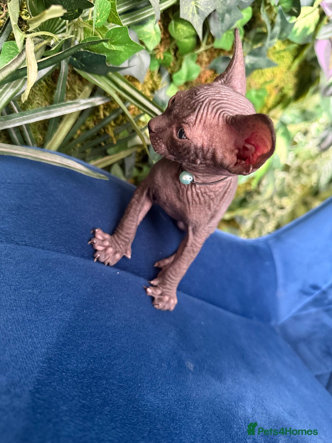 Sphynx cats for sale: Tica Beautiful Kittens Ready Soon! - Image 6