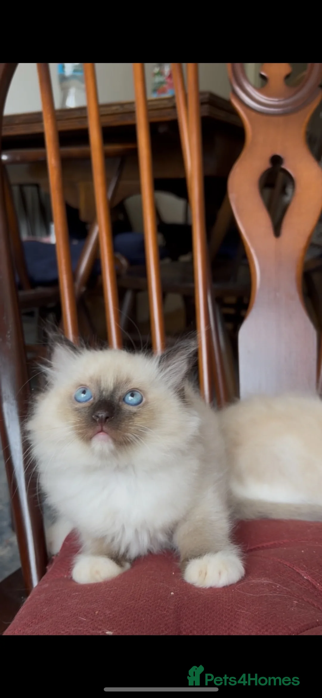 Ragdoll cats for sale: 🌟TICA🌟Champion Ragdoll🏆🏆🏆 - Advert 32