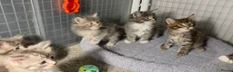 Maine Coon cats for sale: Tica Beautiful Maine Coon Kittens  in Sittingbourne - Advert 15