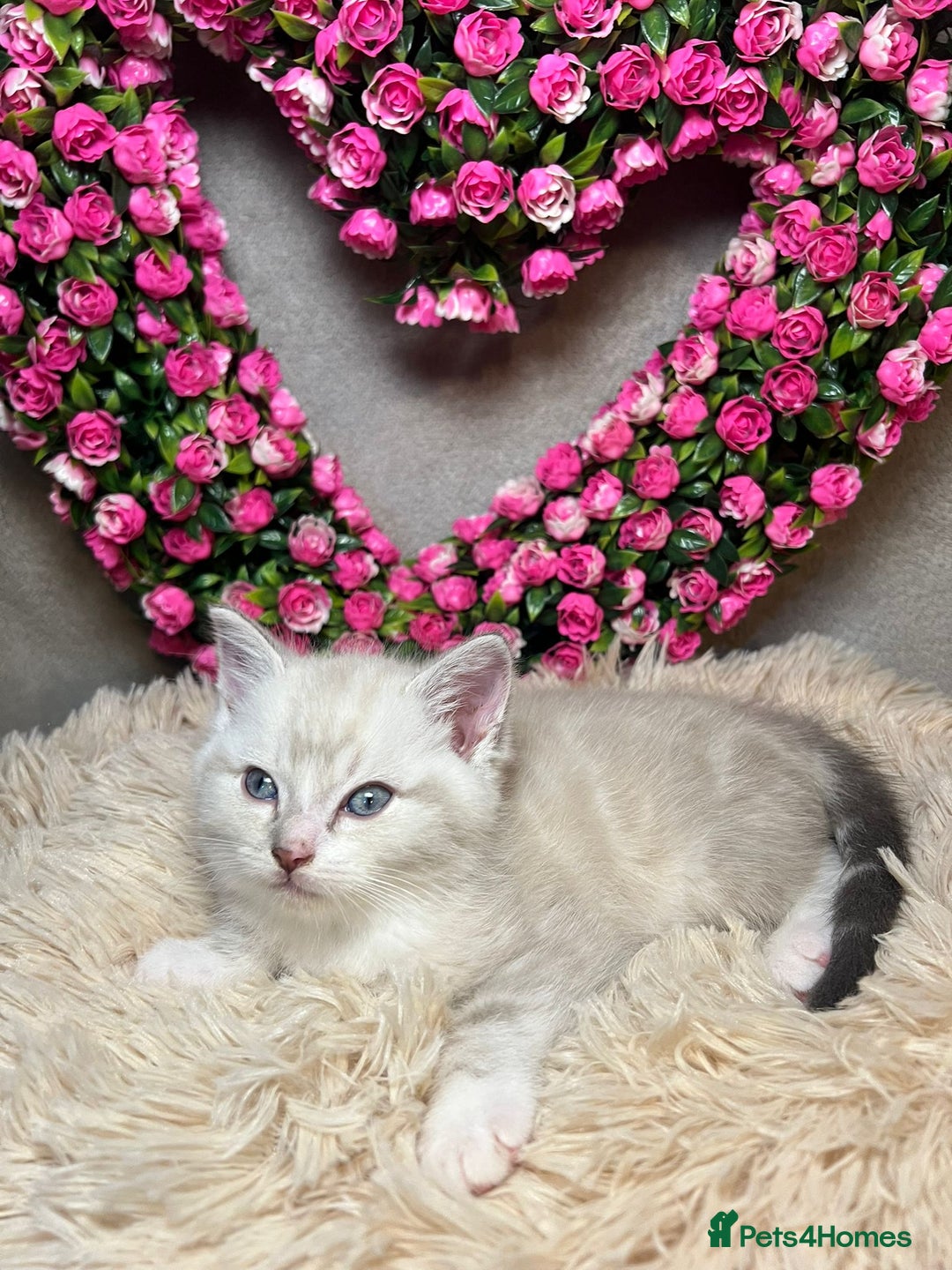 Mixed Breed cats for sale: 6 cute blue-eyed Ragdoll and BSH mix kittens  - Advert 36