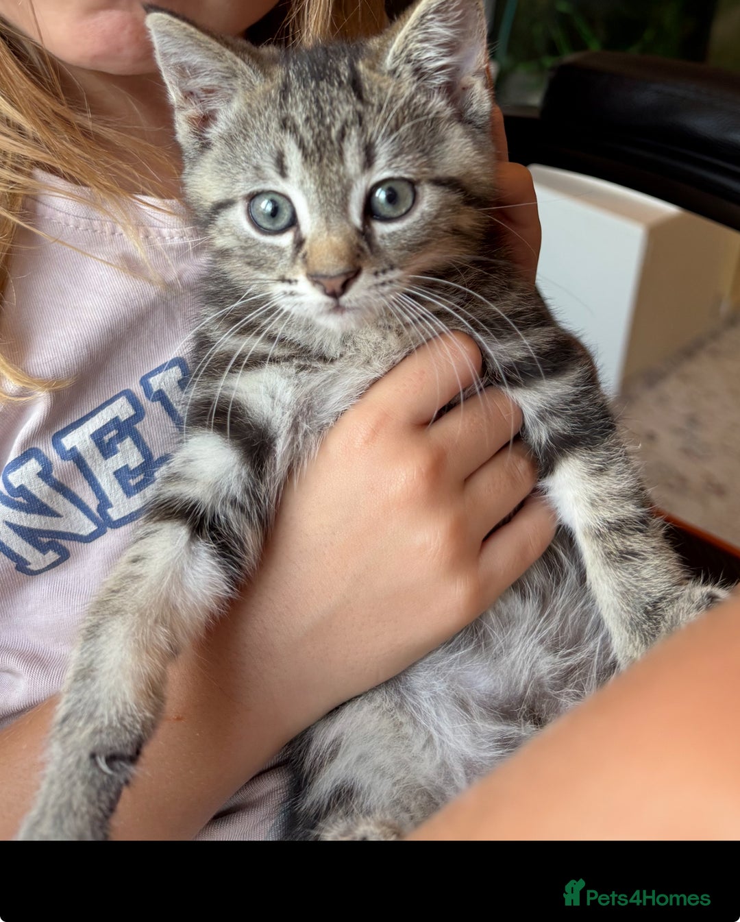 British Shorthair cats for sale: 5 gorgeous tabby kittens  - Image 2