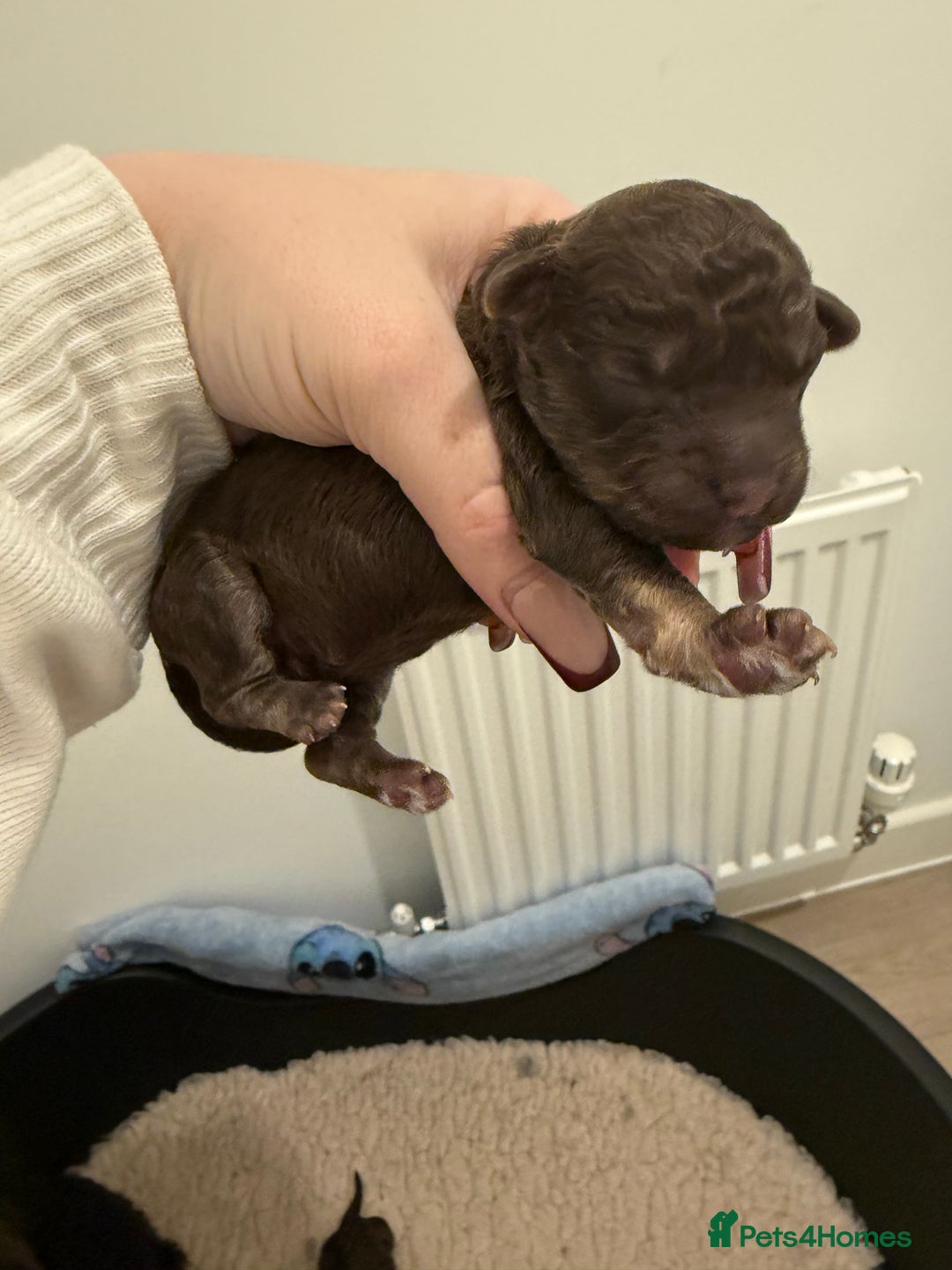 Poochon dogs for sale: 5 stunning poochon puppies with rare colourings  - Advert 16