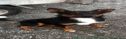 Australian Kelpie dogs for sale: Beautiful kelpie puppies for sale - Advert 8