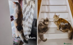 Maine Coon cats for sale: Maine coon kittens champion line DNA health tested - Advert 10
