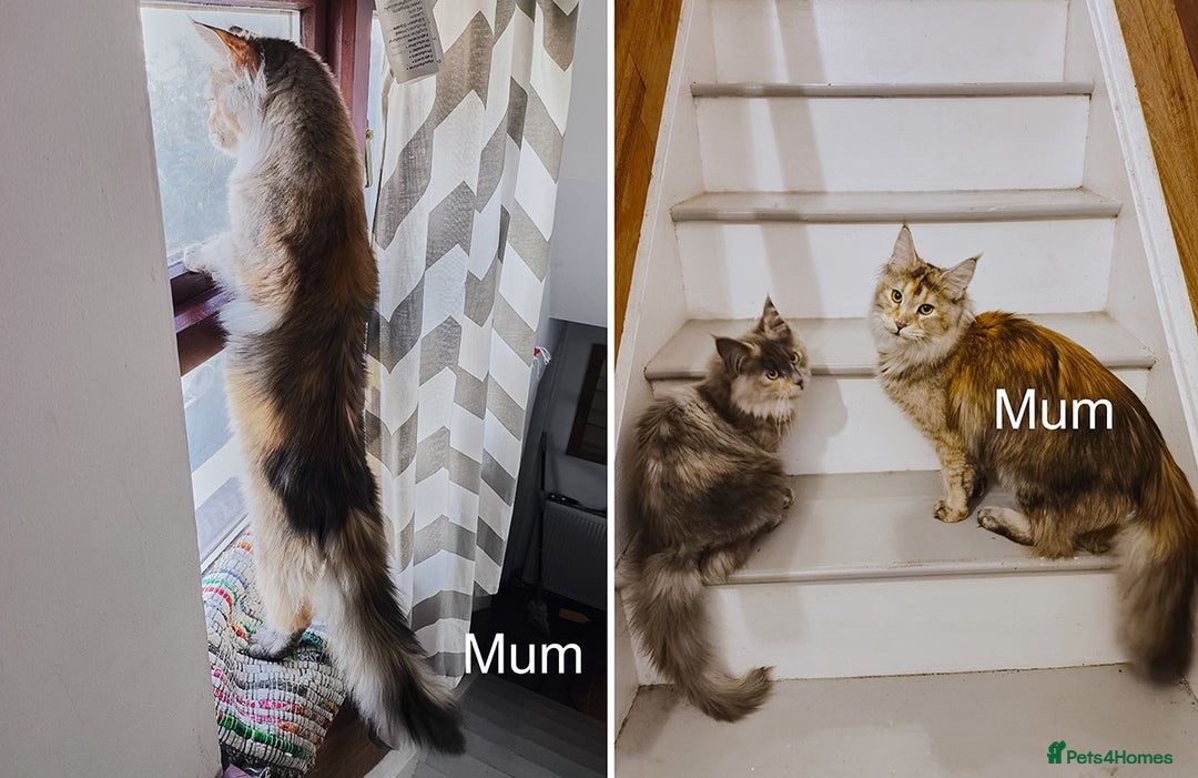 Maine Coon cats for sale: Maine coon kittens champion line DNA health tested - Advert 10